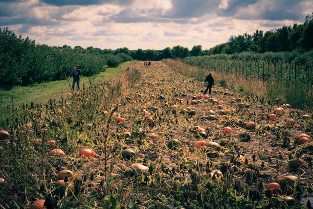 Looking down the row of pumpkins at the Afton Apple Orchard